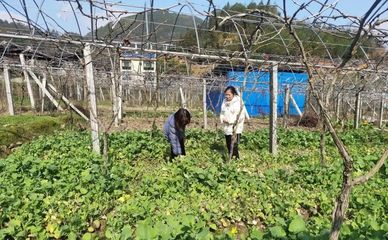 壽寧犀溪 科技特派員田間“把脈問(wèn)診”，精準(zhǔn)助力春耕生產(chǎn)